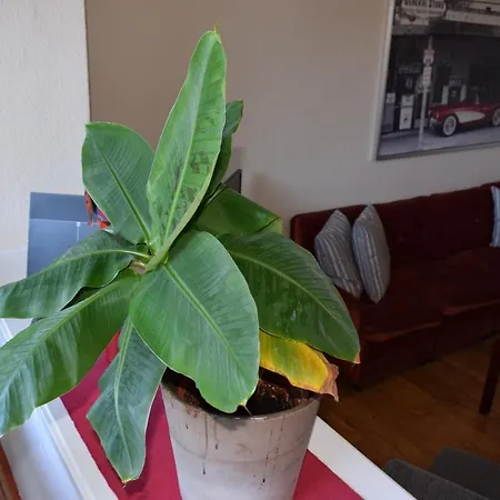 Messewohnung Augusta Wuppertal